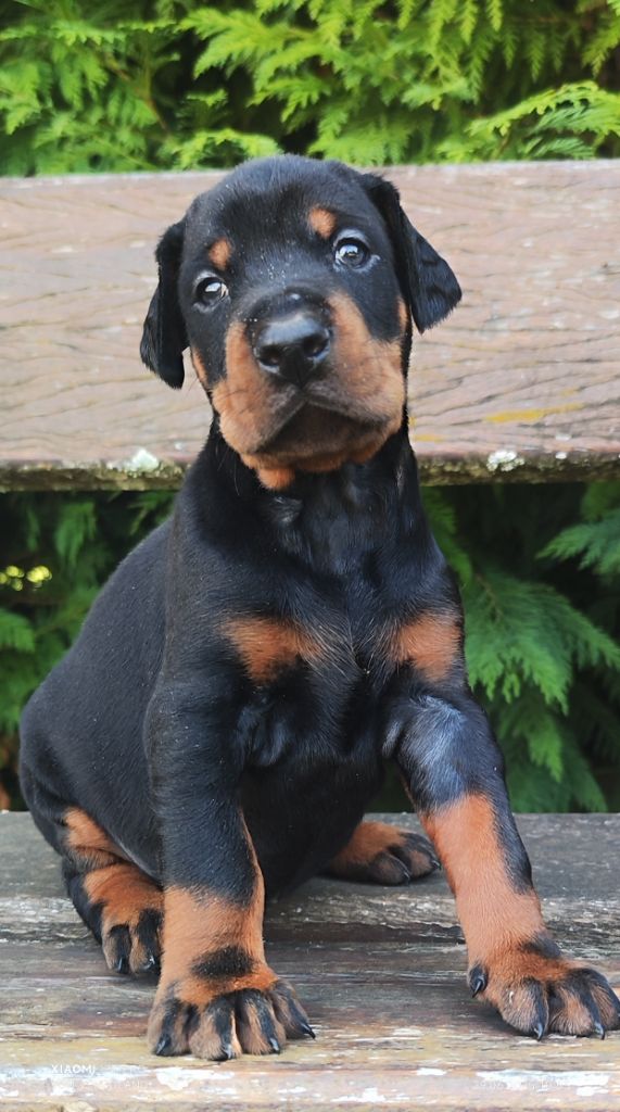 Vidéo des chiots 