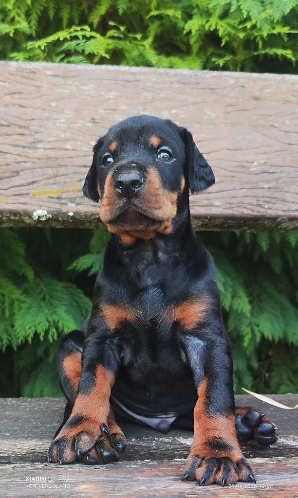 Von Venzoland - Chiots disponibles - Dobermann