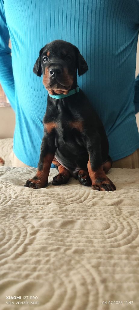Von Venzoland - Chiots disponibles - Dobermann