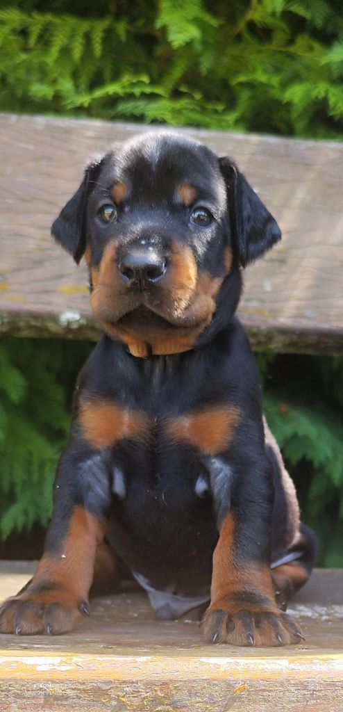 Von Venzoland - Chiots disponibles - Dobermann