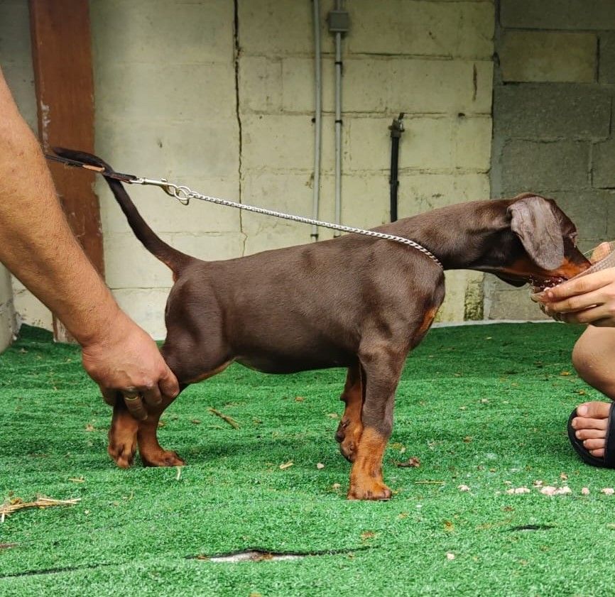 Von Venzoland - Chiots disponibles - Dobermann