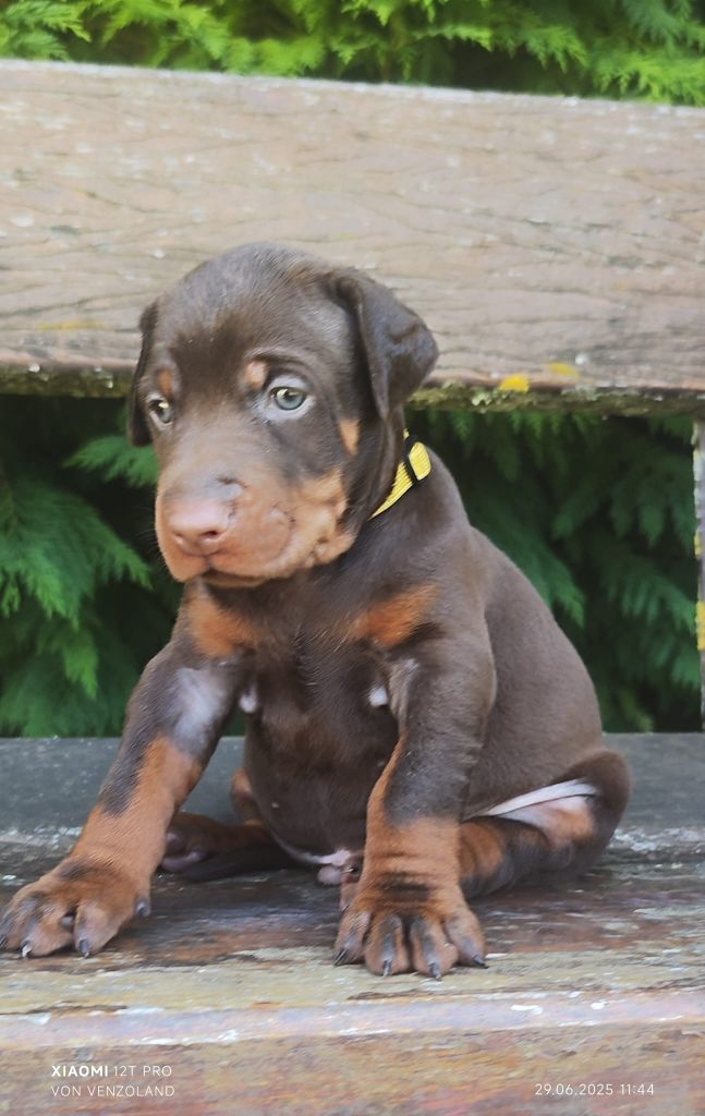 Von Venzoland - Chiots disponibles - Dobermann