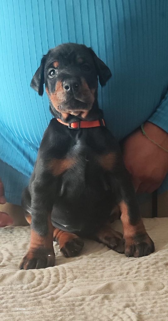 Von Venzoland - Chiots disponibles - Dobermann
