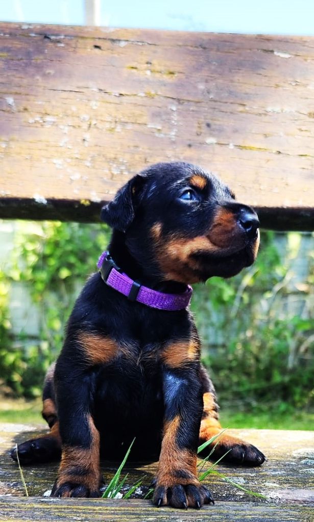 Von Venzoland - Chiots disponibles - Dobermann