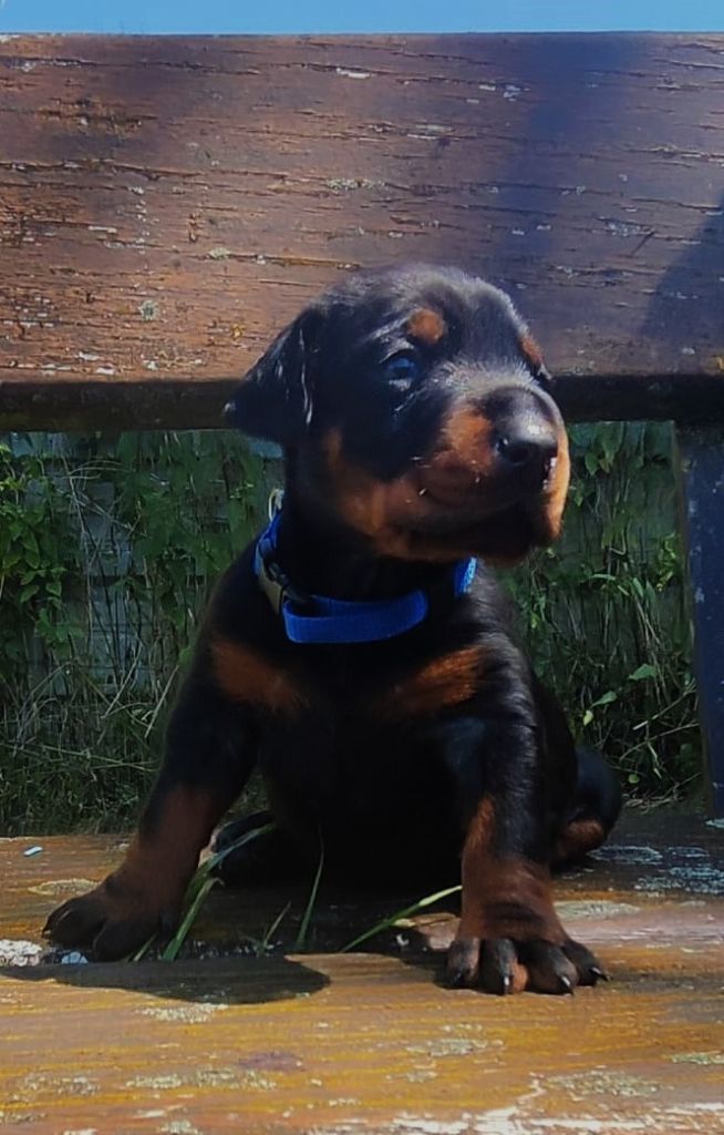 Von Venzoland - Chiots disponibles - Dobermann