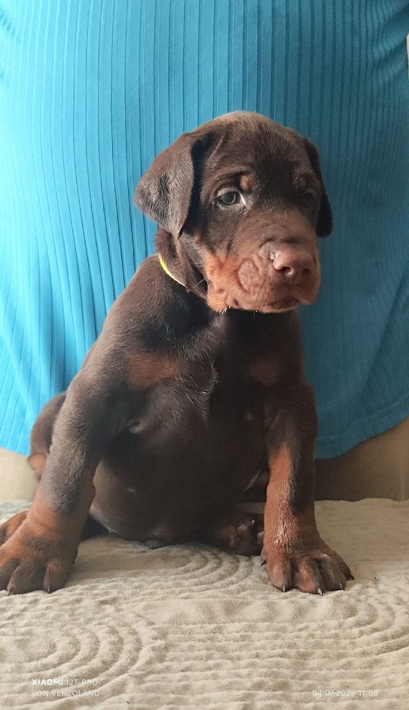 Von Venzoland - Chiots disponibles - Dobermann