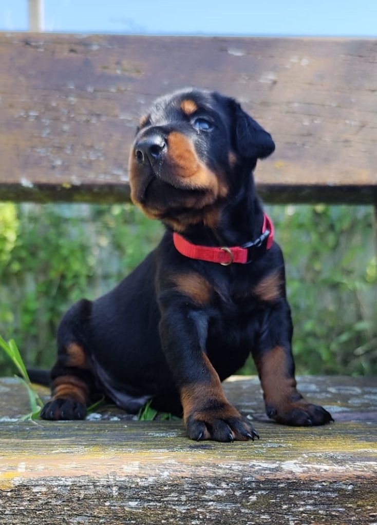 Von Venzoland - Chiots disponibles - Dobermann