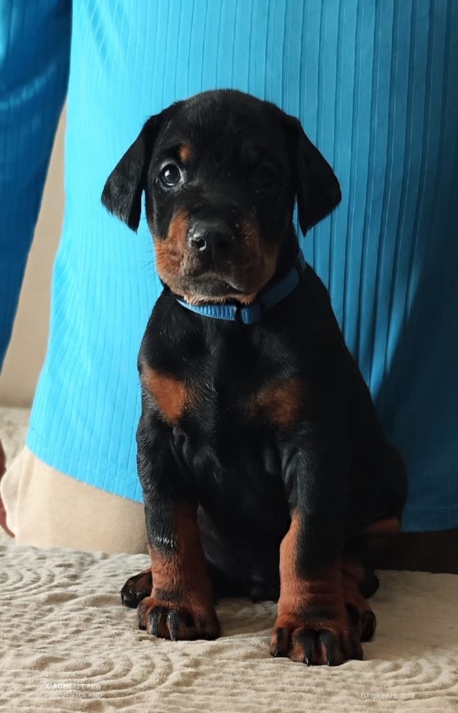 Von Venzoland - Chiots disponibles - Dobermann