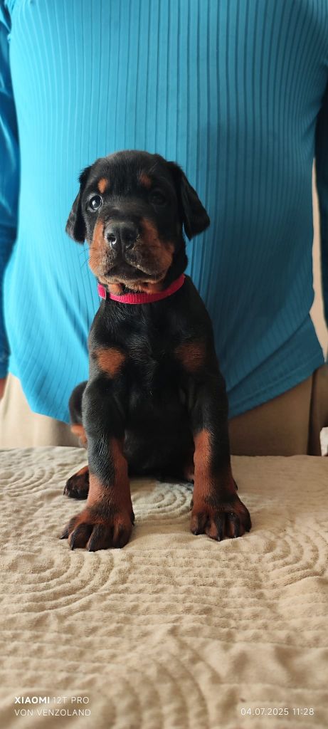 Von Venzoland - Chiots disponibles - Dobermann