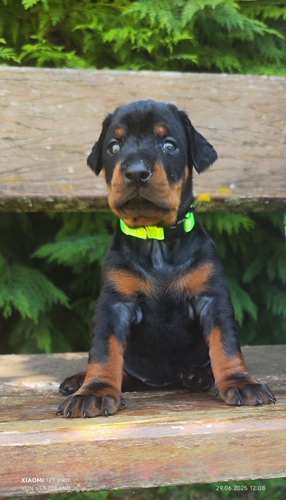 Von Venzoland - Chiots disponibles - Dobermann