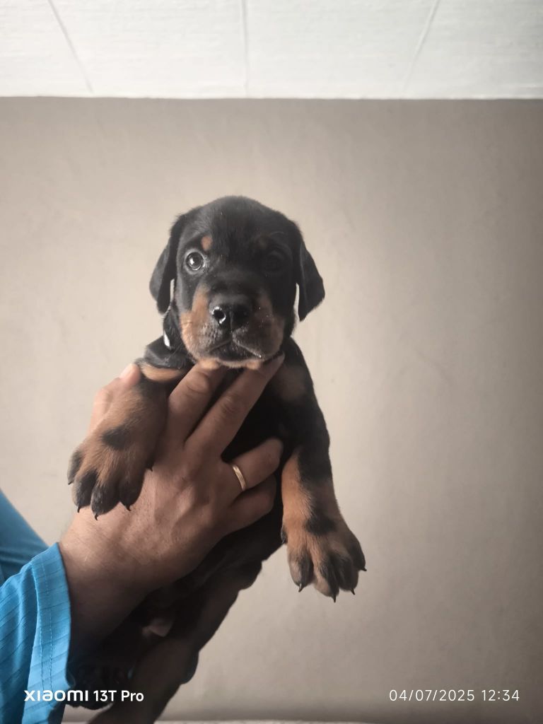 Von Venzoland - Chiots disponibles - Dobermann